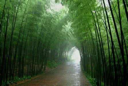 沥青灌缝胶,雨中回忆,夏雨